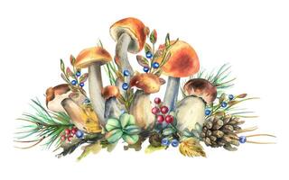 Mushrooms forest boletus with grass, blueberries, moss and cone. watercolor illustration, hand drawn. Isolated composition vector