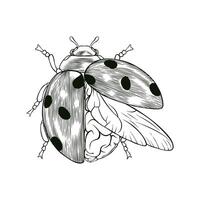 black and white illustration of a ladybug combined with a brain vector