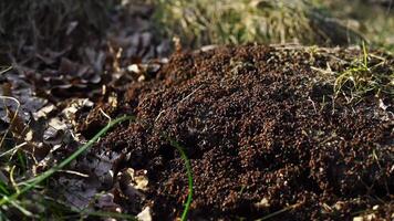 Many small brown ants build their anthill in the spring. The work and life of ants after winter. video