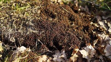 Ants build their anthill in the spring. The work and life of ants after winter. video