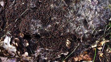 Ants build their anthill in the spring. The work and life of ants after winter. video