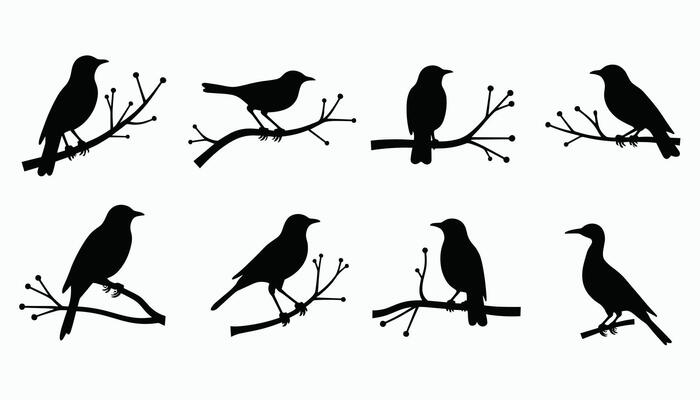 Silhouettes of various birds perched on branches against a plain backdrop, showcasing diverse poses and branch configurations.