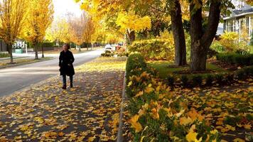 a woman walking down a street lined with autumn trees and yellow leaves video