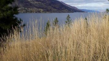 a lady walking into tall grasses and trees in front of a lake video
