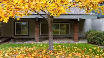 woman checking a maple tree with yellow leaves in front of a house video