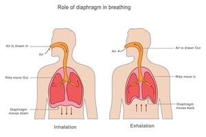 The diaphragm aids breathing by contracting to inhale and relaxing to exhale, moving air in and out vector