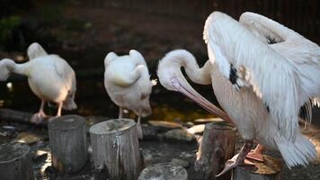 White Pelicans Preening Feathers at the Zoo video