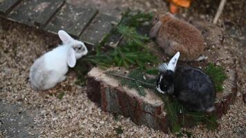 Three Adorable Rabbits Relaxing in Their Hutch with Pine Branches video