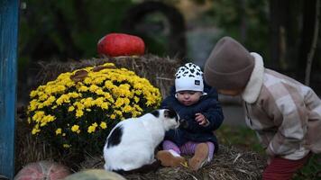 Two Sisters and a Cat Play on a Hay Bale Decorated with Pumpkins and Flowers in Autumn video