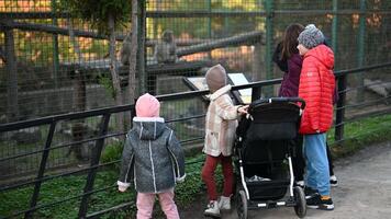 Family with Young Children Visit the Zoo and Observe a Monkey in its Enclosure on a Chilly Autumn Day video