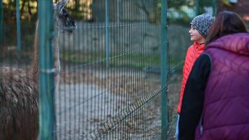 Garoto e mulher observar lhama às a jardim zoológico em a outono dia video