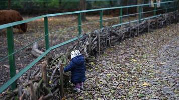 Family with Young Children Visit the Zoo in Autumn and Look at Animals Through the Fence video