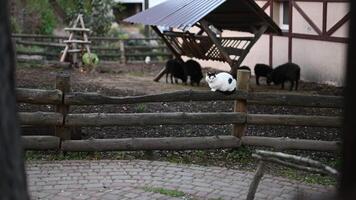 Cat Sits on Fence Watching Sheep in Farm Field video