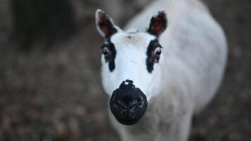 Curious Sheep and Lamb Look at Camera in Barnyard video