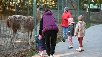 Family Day at the Zoo Mother and Children Admire a Llama Through the Enclosure Fence video