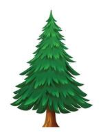 Pine tree cartoon illustration isolated on white background vector