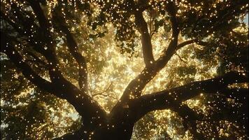Golden Lights in the Tree Sparkling fairy lights illuminate the branches of a tree, casting a warm glow against the night sky. video