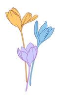 The three crocus flower vector