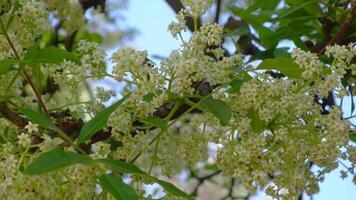 Flindersia schottiana, commonly known as bumpy ash, cudgerie or silver ash, is a species of rainforest tree with panicles of white flowers in close up. video