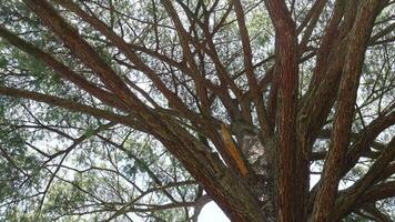 A large evergreen coniferous tree of Cedrus deodara, the deodar cedar, Himalayan cedar, or deodar is a wind-pollinated monoecious species planted in parks and large gardens for its drooping foliage. video