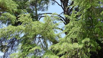 A large evergreen coniferous tree of Cedrus deodara, the deodar cedar, Himalayan cedar, or deodar is a wind-pollinated monoecious species planted in parks and large gardens for its drooping foliage. video