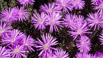Beautiful purple plower of Trichodiadema setuliferum Hairy Nipple Vygie is a succulent shrublet with small, narrow leaves arranged along its erect to decumbent branches video