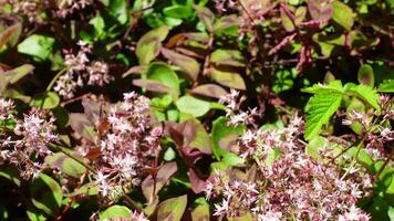 Bees collect nectar and pollen from flower Crassula multicava is a perennial succulent plant from the family Crassulaceae, pink flowers, It is also known as Fairy Crassula in Australian gardens video