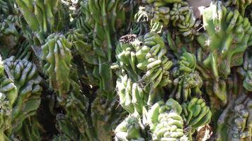 Close up rough surface of Cereus peruvianus monstrose is a beautiful specimen cactus for a large cactus or succulent garden ,pattern on the stem ribs ,It is slower growing. video