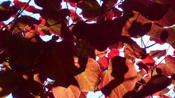 Australia pattern of red foliage close-up. Abstract autumn background, soft blurred focus. video