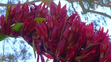 Red flower of Doryanthes palmeri, also known as the giant spear lily, The flowers arise in springtime on a stalk, A succulent perennial, its leaves are hairless and grow in the shape of a sword. video