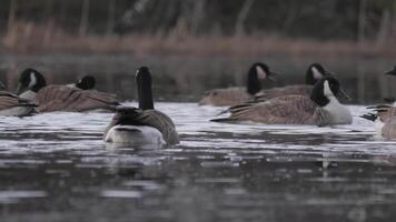 Canada Goose Cleaning Itself in a Water Hole on a Frozen Lake, Low Angle video