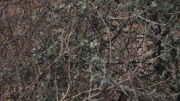 Marsh Tit Bird Moving Quickly Dense Shrub With Branches Covered in Reindeer Moss video