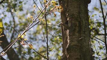Eurasian Nuthatch Cleaning Tree Nest, Flying Out From Tree Hole, Spring scene video