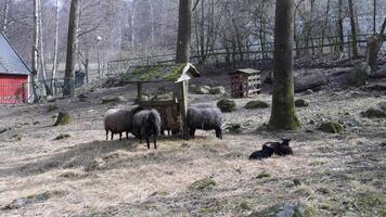 Schaf Fütterung Bahnhof im ein Weide und Lämmer ausruhen, Frühling Zeit, breit Schuss video