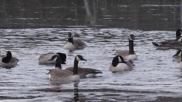 Flock of Canada Goose Bathing in Ice Covered Lake, Migratory Geese Resting scene video