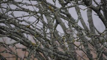 Marsh Tit on a Shrub Branch in a Wetland at Winter video