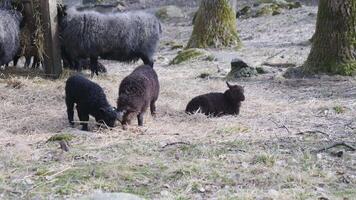 Lamb Eating and Resting Next to Parent Sheep, Feeding Station in Pasture video