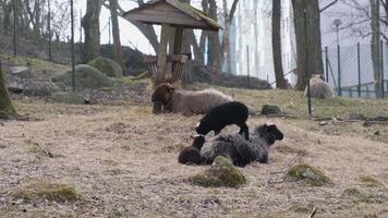 Playful Lamb Standing on Mother Back and Jump to Ground in Sheep Pasture video