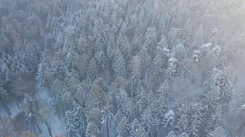 Top view of snowy forest. Winer landscape with pine trees covered in snow, aerial view video
