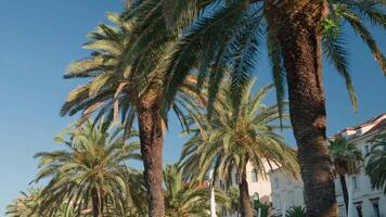 Palme Bäume mit üppig Wedel einstellen gegen klar Blau Himmel. Sommer- Hintergrund mit tropisch Bäume mit Grün Blätter, Unterseite Sicht. Ferien im tropisch Strand Konzept video