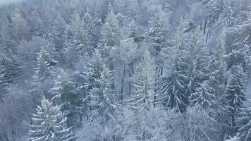 Top view of snowy forest. Winer landscape with pine trees covered in snow, aerial view video