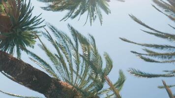 Palm trees with lush fronds set against clear blue sky. Summer background with tropical trees with green leaves, bottom view. Vacation in tropical beach concept video