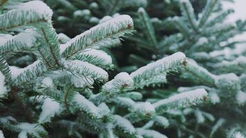 Closeup snow-covered spruce branch with little green needles. White fluffy snow lying on fir twig. Snowbound conifer tree swaying on cold wind. Beautiful landscape in frozen forest frosty winter day. video