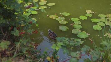 ducks and ducklings swimming in the pond next to water lilies on a summer day video