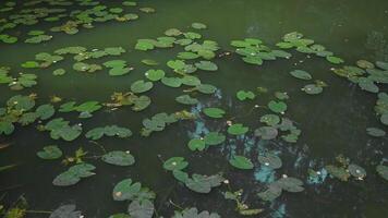 A tranquil garden pond covered with lily pads and blooming pink flowers, reflecting the sky above while sunlight dances on the water's surface video