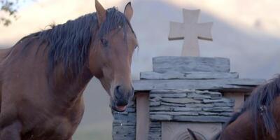 Couple of horses near source water and snow mountain on background. Farming pasture at ranch, animal in nature, wild par, farm herd, landscape and head outside video