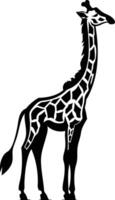 A Giraffe Stands Tall in Black and White. vector