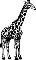A Giraffe Stands Tall Against a Blank Canvas. vector