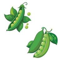 Two peas with leaves and pods on a white background vector