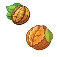 Two walnuts with leaves and one whole walnut vector
